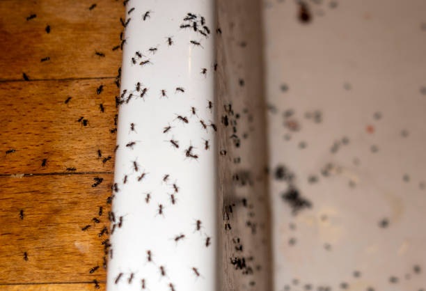Best Pest Inspection Near Me  in Anna, TX