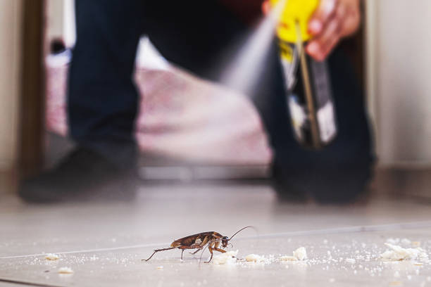 Best Flea Control Services  in Anna, TX